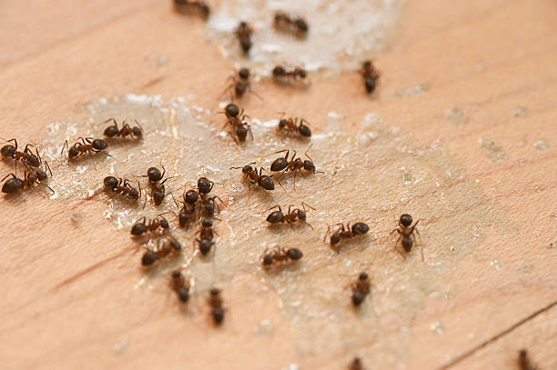 Best Flea Control Services  in Jefferson, GA