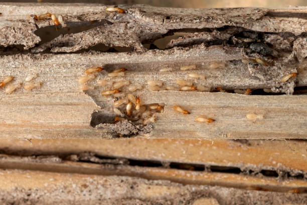 Best Local Pest Control Services  in Jefferson, GA