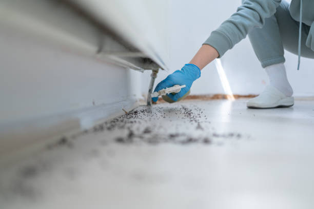 Best Flea Control Services  in Jefferson, GA